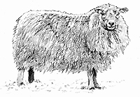 a Shetland sheep