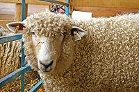 a happy sheep